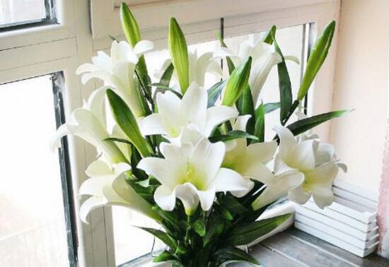 百合花可以水培吗,水培百合花的养殖方法