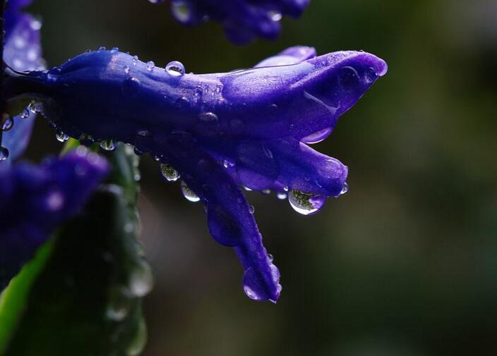 风信子花语大全,不同的颜色不同的含义