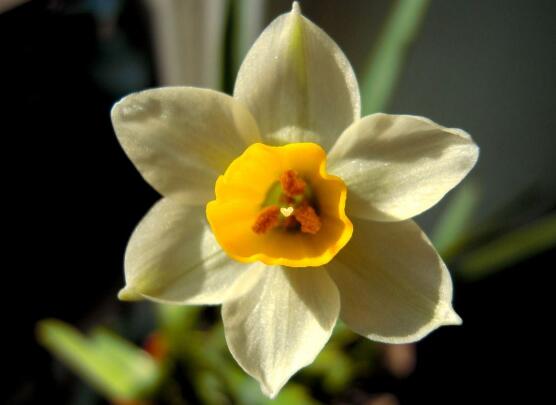 水仙花花语是什么,象征着纯洁和吉祥