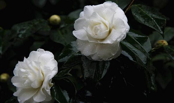 茶花怎样进行播种繁殖